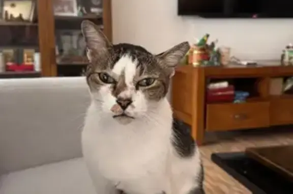 Lost Cat: White with Grey/Black Spots