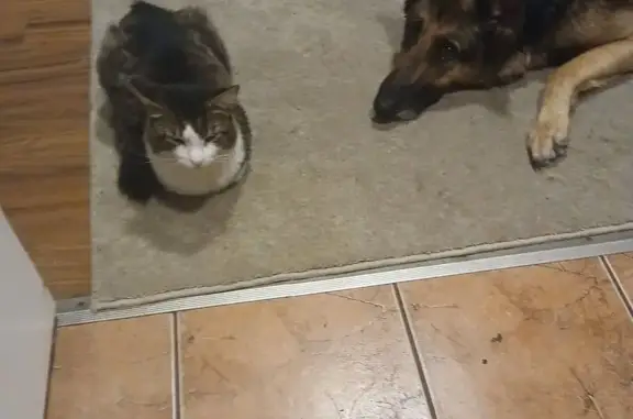 Lost Кошка, Male, Main Street Southeast, 317, Albany, Portland - multicolored and medium haired - photo