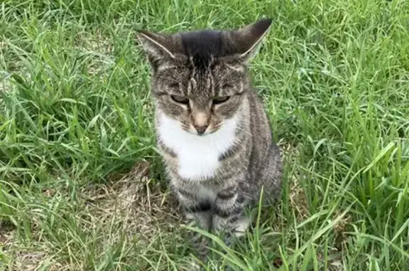 Found: Small Cat Near Darebin...
