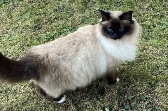 Animaux perdus Dagneux, photo: Perdu chat mâle, Route de Bressolles, 323, Dagneux - Sacré de Birmanie aux yeux bleus