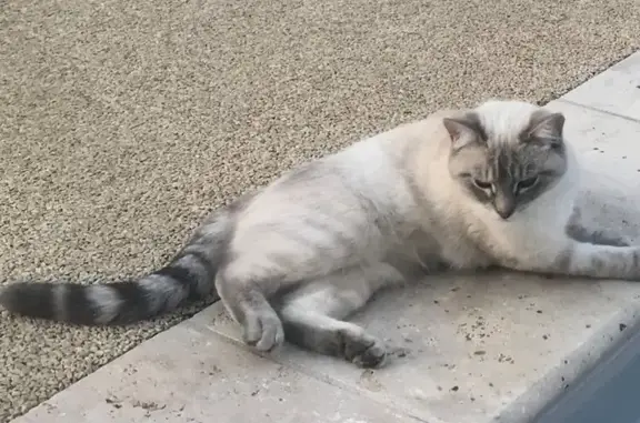 Animaux perdus Montrond-les-Bains, photo: Perdu chat femelle, Rue de l'Astrée, Magneux-Haute-Rive, Montrond-les-Bains - couleur beige, queue tigrée