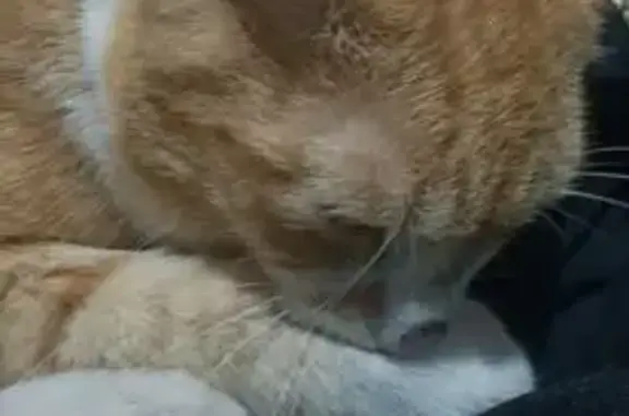 Lost Red Cat in Playford - Friendly & Unique