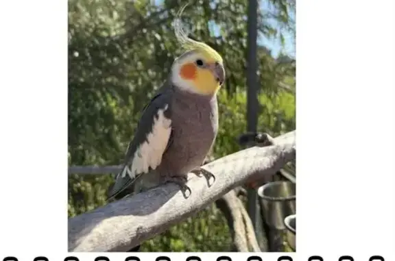 Lost Bird Alert in Serpentine-Jarrahdale