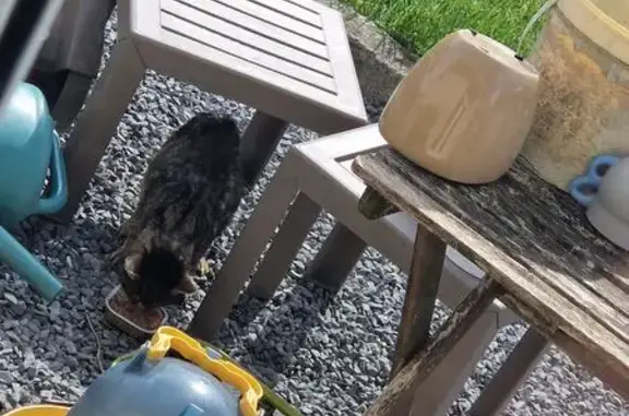 Animaux trouvés Châlons-en-Champagne, photo: Trouvé chat, Rue Maurice Thorez, 2, Fenain, Châlons-en-Champagne - mal en point et assoiffé