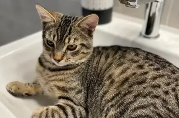 Perdu chat mâle, Unieux, Lyon - pas craintif et très gentil - photo