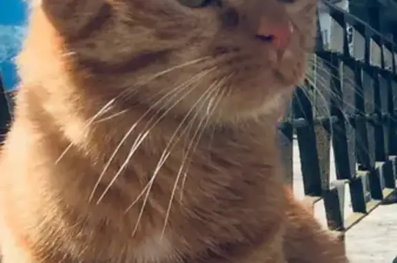 Animaux perdus Doubs, photo: Perdu chat mâle, Chaffois, Doubs - très sociable roux