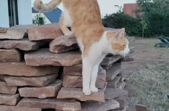 Animaux perdus Bergheim, photo: Perdu chat mâle, Faubourg Saint Pierre, 49, Bergheim, Lançon-Provence - roux et blanc, sociable mais craintif