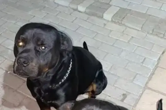 Bane has a muscular build, a dark coat with a stainless steel chain around his neck. Both dogs in the picture (Bane & Arya) got out during the night and we're not sure when or how
