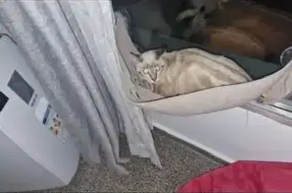 Gato Perdido: Azul y Marrón en Almenara - photo