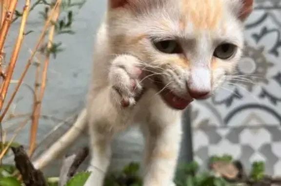 Missing: Playful Cream-Ginger Kitten