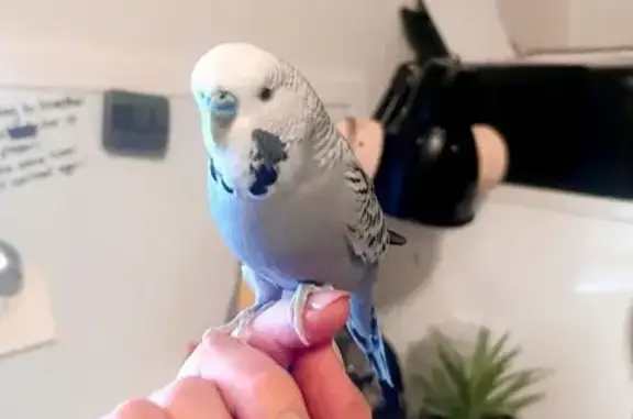 Lost Grey Bird: Shy Dancer in Wanneroo