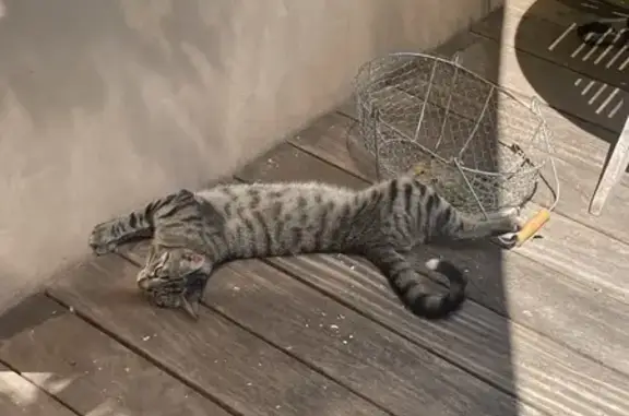 Animaux perdus Paris, photo: Chat disparu Garçon, Paris (fl586606)