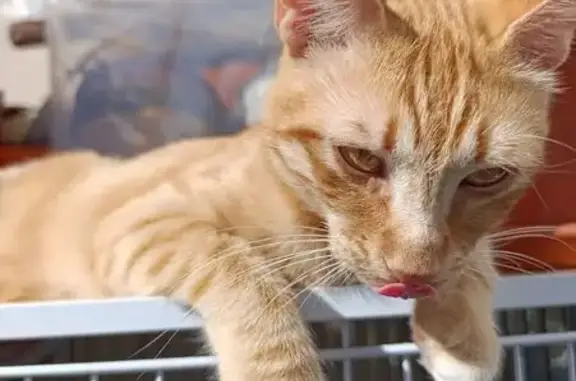 Chat perdu, Grenay, photo: Perdu chat mâle, Rue Jean Montagnon, 174, Le Morellon, Grenay - il est roux et répond au nom de mimi