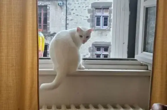 Perdu chat femelle, Salers, Toulouse - blanche à poil court - photo