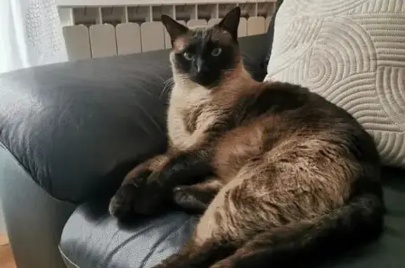 Animaux perdus Paris, photo: Perdu Chat Homme, Allée César Ozil, Bourg-Saint-Andéol, Paris - type siamois très foncé