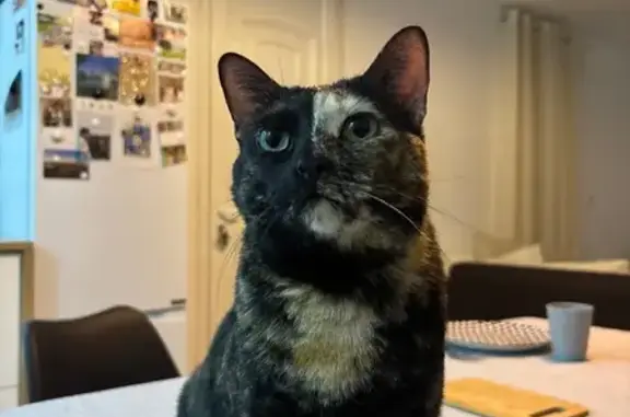 Animaux perdus Lunel-Viel, photo: Perdu Chat Femme, Impasse des Géraniums, 32, Lunel-Viel - disparue depuis 18h30 le 16 mars