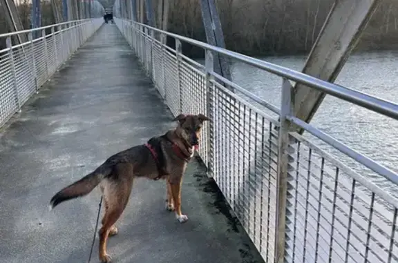 Animaux perdus Castelnau-d'Estrétefonds, photo: Perdu Chien femelle, Chemin du Blancher, Castelnau-d'Estrétefonds - croisée malinois fauve
