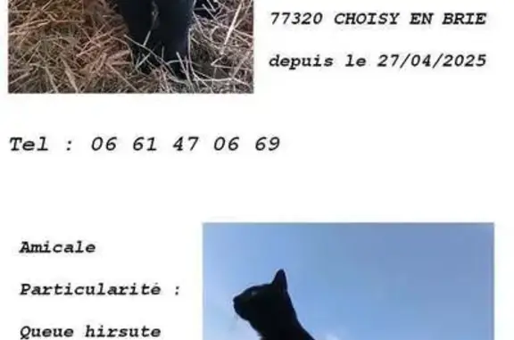 Perdu chat mâle, Hameau de, 23, Choisy-en-Brie - noir pucé castré - photo