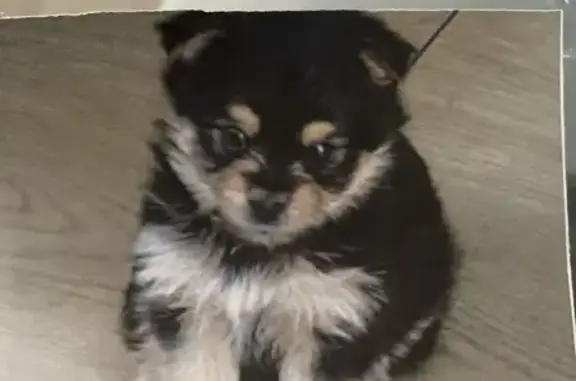 Perra Perdida en Esplugues: Negra y Marrón