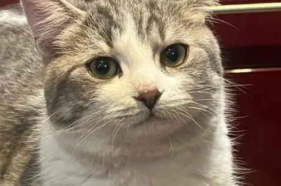 Chat perdu, Paris, photo: Perdu chat mâle, porte de Saint-Ouen, Paris - blanc avec du gris, yeux verts