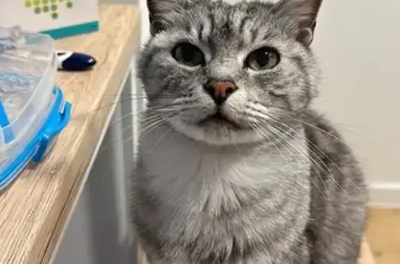 Búsqueda de mascotas, foto: Buscamos a Gato Gris Atigrado de 14 Años