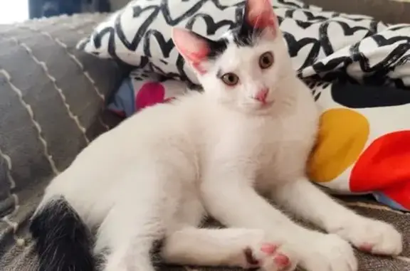 Gato perdido: Blanco y negro en El Vendrell