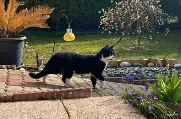 Perdu Chat homme, Rue du Val de Moivre, Pogny - petite tache blanche sur le dos - photo