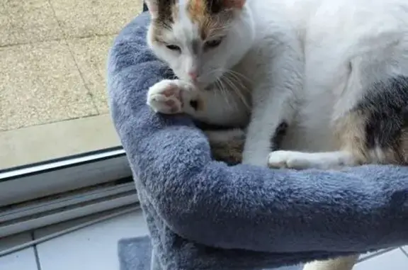 Perdu chatte tricolore, Beaupréau-en-Mauges, Pays de la Loire - photo