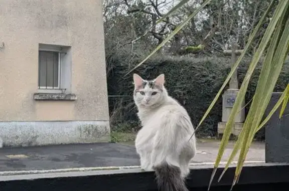 Perdu chat femelle, Rue du Guesclin, 24, Thorigné-Fouillard - blanche avec queue marron - photo
