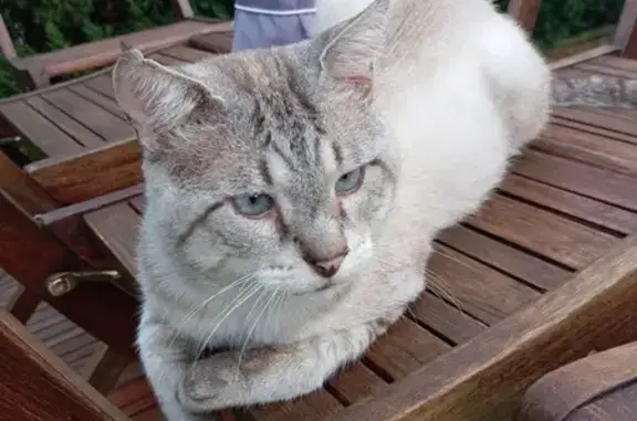 Perdu chat homme, Tournefeuille, Paris - très sociable - photo