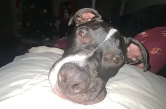 Lost Собака, Hensley, Arkansas - black and white 6 month pit - photo
