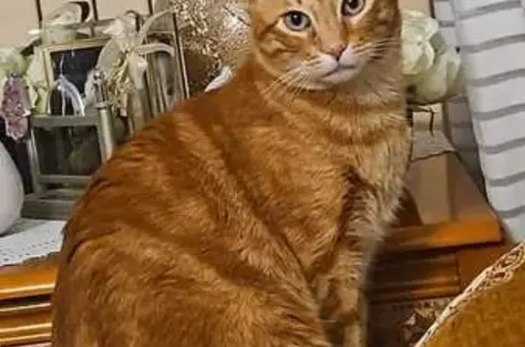 Chat disparu Garçon, Paris (fl586632) - photo
