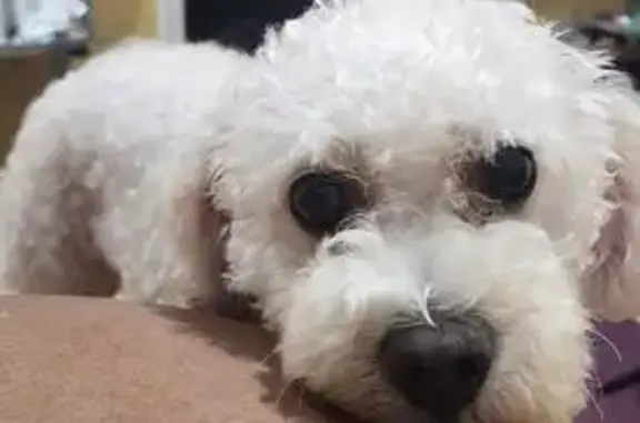 Lost Собака, Wildwood Street, Oak Park - white and champagne colored cockapoo - photo