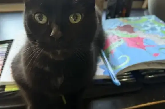 Missing cat Davison, photo: Lost Кошка, Male, Moore Street, 832, Davison - black with white markings