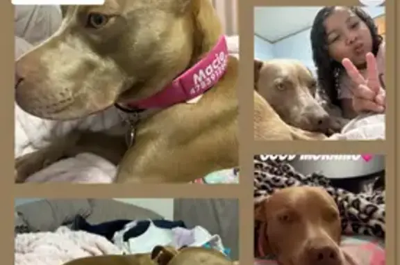 Lost Собака Female, Chambers Road, 4850, Macon - photo