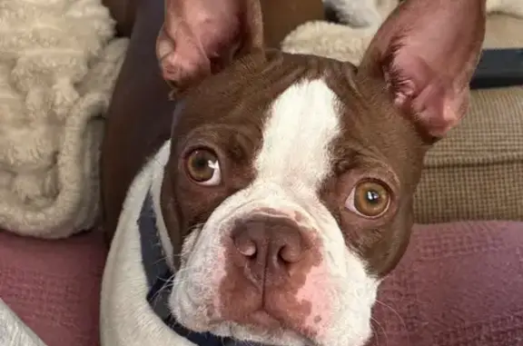 Lost Собака, Female, Natchez Trace, 1906, Nashville, Gastonia - Boston Terrier - photo