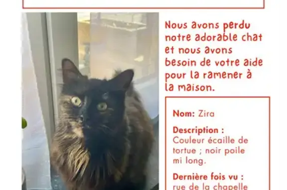 Animaux perdus Freyming-Merlebach, photo: Chat perdu, Rue de la Chapelle, Fameck - femelle au pelage écaillé de tortue