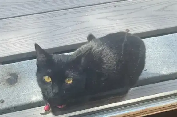 Lost Кошка, Female, South Road, 692, Kingston - Luna, Black with white hairs - photo