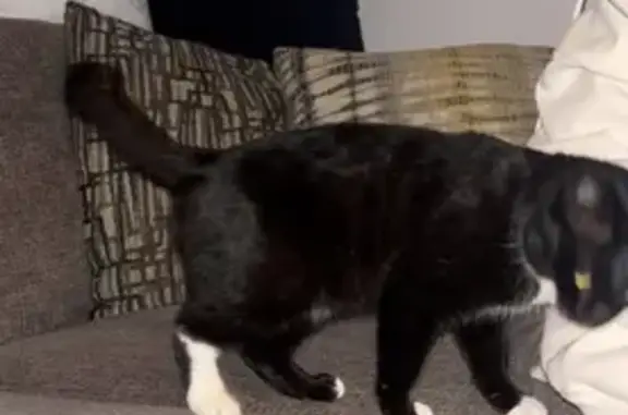 Found cat Clarksville, photo: Found female cat, Robb Avenue, 710, Clarksville - black with white paws