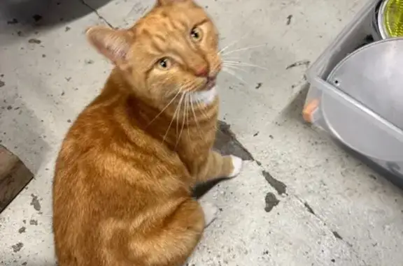 Animaux perdus Saujon, photo: Perdu Chat homme, Avenue Emile Zola, 104, Royan - roux avec blessure patte avant droite