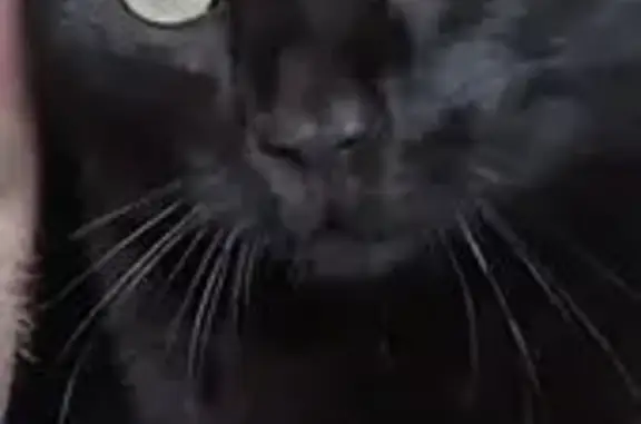 Chat perdu, Montenois, photo: Perdu chat femelle, Grande Rue, 9, Montenois - entièrement noire, sociable