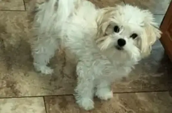 Lost Собака, South 48th Street, 14435, Phoenix - 15 years old, partially blind and deaf - photo