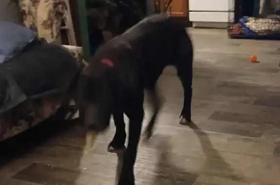 Black, family-friendly, curious, Cane Corso X, 7-months, approximately 80 lbs, white tips on all four paws, and a little white on his chest, he went up into the woods and disappeared.