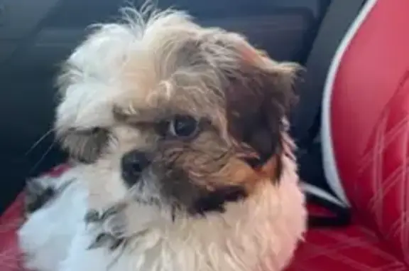 Lost Собака, Male, West 51st Place, 871, Hialeah - 7 year unaltered - photo