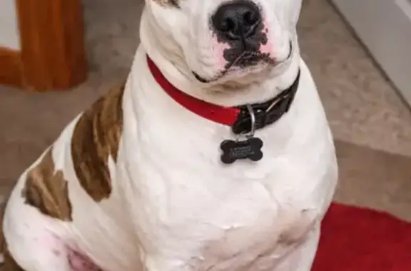 Lost Male Dog, County Road 215, 765, Norfork - White coat, red collar - photo