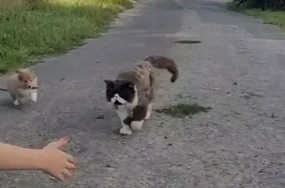 Chat perdu, Mordelles, photo: Perdu chat homme, Ernée, Pays de la Loire - Tao, chat persan noir et blanc