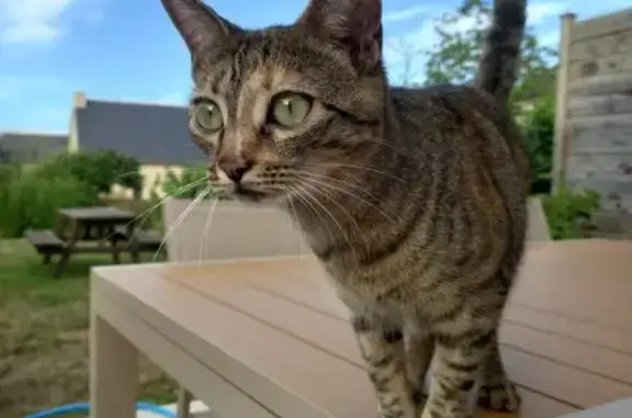 Perdu chat femelle, Rue Geoffroy 1er, 7, Livré-sur-Changeon - Coconut, 2 ans, gris tigré - photo