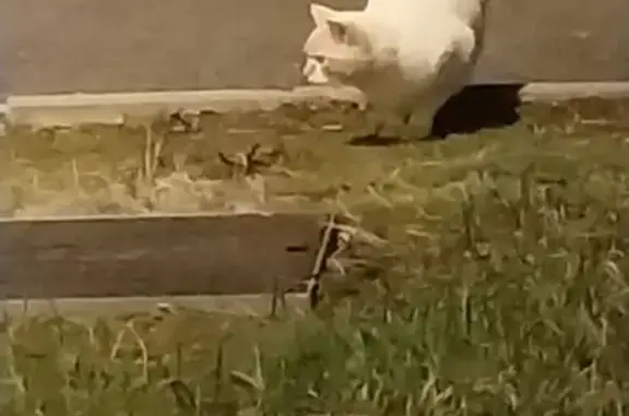 Animaux perdus Lyon, photo: Perdu chat femme, Feurs, Auvergne-Rhône-Alpes - blanc et un peu orange