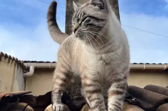 Animaux perdus Lavilledieu, photo: Perdu chat homme, Impasse des Iris, 1, Lavilledieu - blanc tigré et très sociable