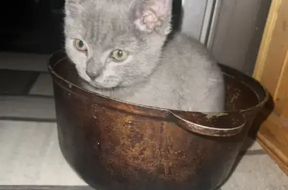 Зникле кошеня в Чернівцях: винагорода! - photo